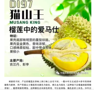  Musang King Durian