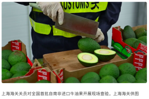 Customs officers conduct on-site inspection of avocados imported from South Africa